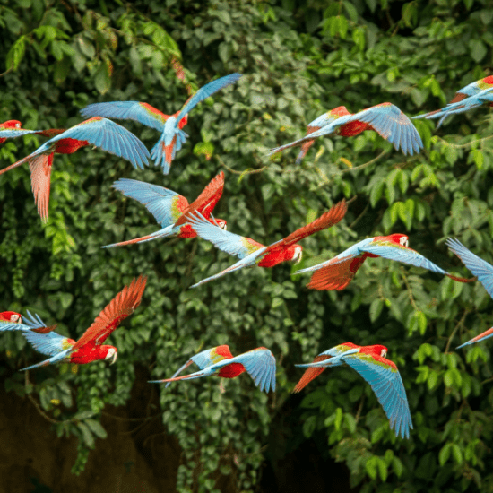 Parrot flying at the Bird Garden's Montecasino
